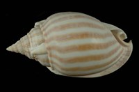 藏品(條紋鬘螺)的圖片